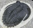 Detailed Hollardops Trilobite - Great Eyes #32480-1